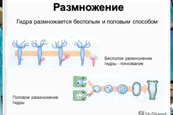 Кракен шоп даркнет